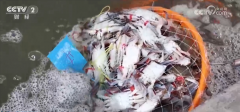 正在宁德市霞浦县的海带养